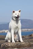 AKITA INU 227